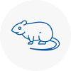 Rat Control Rothwell